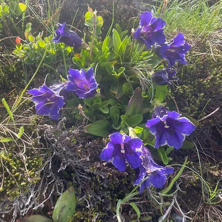 Tobadillerhof * Wenns