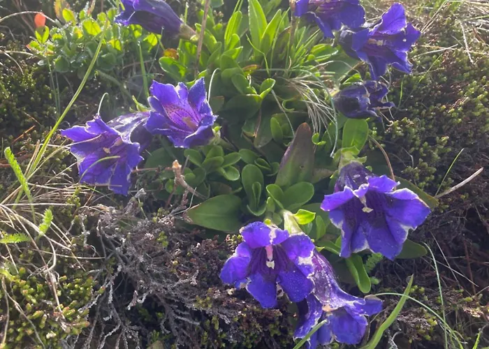 Tobadillerhof * Wenns